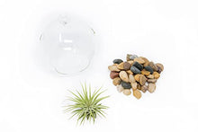 Load image into Gallery viewer, Stunning Flat Bottom Globe Plant Terrarium Kit - Small Assorted Air Plant, Beige Stones in Propagation jar - Home and Garden Decor Plant Pot - Easy Care Indoor and Outdoor Plant Vase
