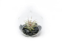 Stunning Flat Bottom Globe Plant Terrarium Kit - Small Assorted Air Plant and Black Stones in Propagation Jar - Home and Garden Decor Plant Pot - Easy Care Indoor and Outdoor Plant Vase