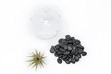 Load image into Gallery viewer, Stunning Flat Bottom Globe Plant Terrarium Kit - Small Assorted Air Plant and Black Stones in Propagation Jar - Home and Garden Decor Plant Pot - Easy Care Indoor and Outdoor Plant Vase
