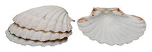 Load image into Gallery viewer, HIC Harold Import Co. 45678 Maine Man Baking Shells, 4 Inch, Set of 4, Natural Seashell
