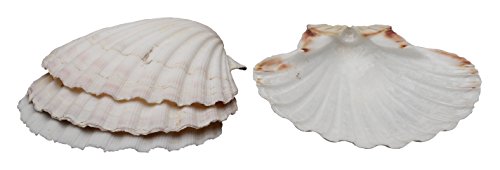 HIC Harold Import Co. 45678 Maine Man Baking Shells, 4 Inch, Set of 4, Natural Seashell