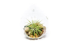 Load image into Gallery viewer, Stunning Flat Bottom Globe Plant Terrarium Kit - Small Assorted Air Plant, Beige Stones in Propagation jar - Home and Garden Decor Plant Pot - Easy Care Indoor and Outdoor Plant Vase
