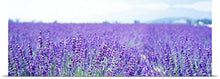 Load image into Gallery viewer, GREATBIGCANVAS Entitled Lavender Field Japan Poster Print, 90&quot; x 30&quot;, Multicolor
