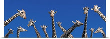 Load image into Gallery viewer, GREATBIGCANVAS Entitled Curious Giraffes Concept Kenya Africa Poster Print, 90&quot; x 30&quot;, Multicolor

