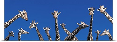 GREATBIGCANVAS Entitled Curious Giraffes Concept Kenya Africa Poster Print, 90