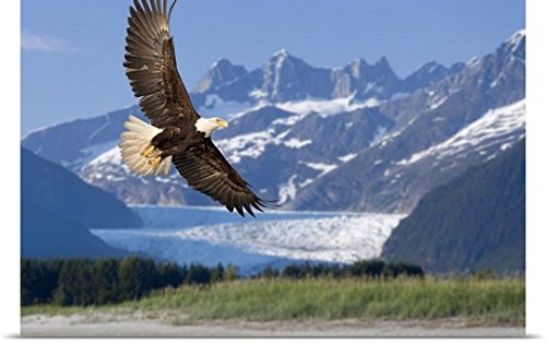GREATBIGCANVAS Entitled Bald Eagle in Flight with Mendenhall Glacier in Background Poster Print, 60