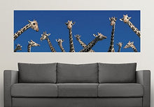 Load image into Gallery viewer, GREATBIGCANVAS Entitled Curious Giraffes Concept Kenya Africa Poster Print, 90&quot; x 30&quot;, Multicolor
