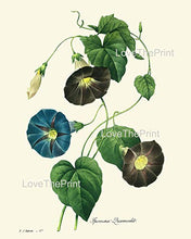 Load image into Gallery viewer, Botanical Print Set of 4 Prints Unframed Antique Blue Morning Glory Primula Primrose Iris Agapanthus Lily of the Nile Flowers Wildflowers Home Room Decor Wall Art
