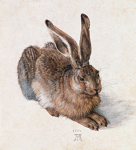 Durer (Hare, 1502) Fine Art Paper Print Reproduction (9.8x8.9 in) (25x22.5 cm)