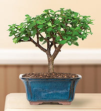 Load image into Gallery viewer, Brussel&#39;s Live Dwarf Jade Indoor Bonsai Tree - 3 Years Old; 4&quot; to 6&quot; Tall with Decorative Container
