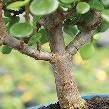 Load image into Gallery viewer, Brussel&#39;s Live Dwarf Jade Indoor Bonsai Tree - 3 Years Old; 4&quot; to 6&quot; Tall with Decorative Container
