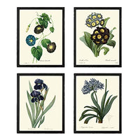 Botanical Print Set of 4 Prints Unframed Antique Blue Morning Glory Primula Primrose Iris Agapanthus Lily of the Nile Flowers Wildflowers Home Room Decor Wall Art