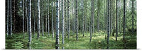 GREATBIGCANVAS Entitled White Birches Aulanko National Park Finland Poster Print, 90