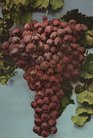 Fruit Chromo Lithograph of Grapes (9x12 Wall Art Print, Home Decor)