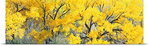 GREATBIGCANVAS Entitled Cottonwood Tree in a Forest, El Rito, New Mexico Poster Print, 90