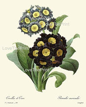 Load image into Gallery viewer, Botanical Print Set of 4 Prints Unframed Antique Blue Morning Glory Primula Primrose Iris Agapanthus Lily of the Nile Flowers Wildflowers Home Room Decor Wall Art
