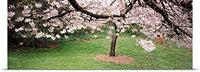 GREATBIGCANVAS Entitled Cherry Blossom Tree in a Park, Golden Gate Park, San Francisco, California Poster Print, 90