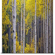 Load image into Gallery viewer, GREATBIGCANVAS Entitled Aspen Trees in a Forest, Telluride, San Miguel County, Colorado Poster Print, 90&quot; x 30&quot;, Multicolor
