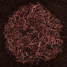 Load image into Gallery viewer, Uncle Jim&#39;s Worm Farm 2000 Count Red Wiggler Worms

