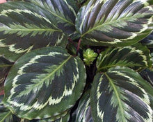 Load image into Gallery viewer, Medallion Prayer Plant - Calathea 4&#39;&#39; Pot - Easy House Plant
