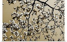 Load image into Gallery viewer, GREATBIGCANVAS Entitled Dogwood II Poster Print, 60&quot; x 40&quot;, Multicolor
