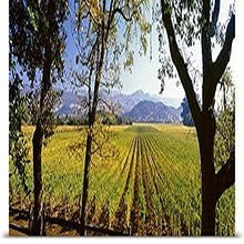 Load image into Gallery viewer, GREATBIGCANVAS Entitled Vines in a Vineyard, Far Niente Winery, Napa Valley, California, Poster Print, 90&quot; x 30&quot;, Multicolor
