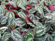 Load image into Gallery viewer, Medallion Prayer Plant - Calathea 4&#39;&#39; Pot - Easy House Plant
